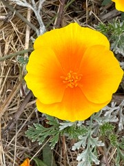Fototapeta premium Bright orange flower blooms in a natural setting during spring near a field