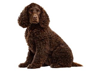 American Water Spaniel Sitting Upright with Dense Curly Coat, Front View, Isolated on Transparent Background