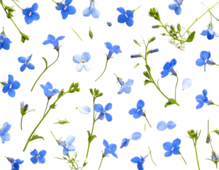 Top-Down Flat Lay of Lobelia Flowers and Petals Scattered in Airy Botanical Pattern, Transparent Background