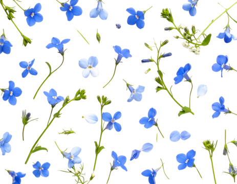 Top-Down Flat Lay of Lobelia Flowers and Petals Scattered in Airy Botanical Pattern, Transparent Background - Powered by Adobe