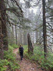Obraz premium Hiking along a misty forest trail in the early morning, surrounded by tall trees and lush greenery in a tranquil natural setting