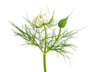 Obraz premium Love-in-a-Mist Stem with Bloom, Seed Pod, and Wispy Foliage, Side Profile Botanical View, Transparent PNG