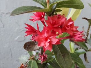 Bright Red Ixora Blooms with Green Leaves Outdoors