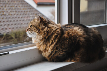 cat on window