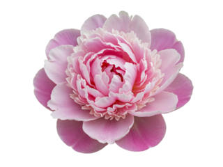Delicate pink peony flower with layered petals isolated on transparent background