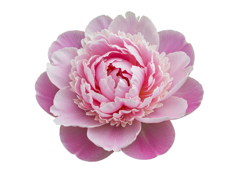 Delicate pink peony flower with layered petals isolated on transparent background