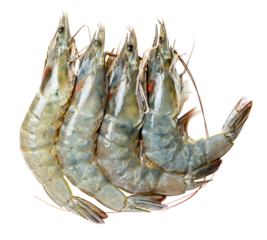 The High-resolution photograph of ingredients for cooking: Pacific white shrimp