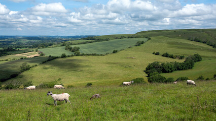 sheep in green hills of south dorset near jurassic coast