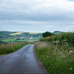 dorset country road on early summer evening with flowers and fields