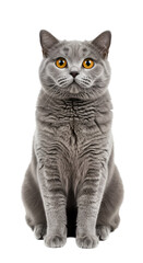 Isolated Portrait of Gray Cute Cat Domestic Animal British Shorthair On Transparent