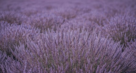 Obraz premium Cool lilac tint sits peacefully on light painted field