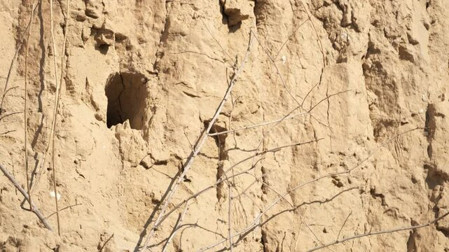 European bee-eater (merops apiaster) feeding chicks in a burrow