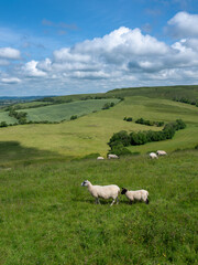 sheep in green hills of south dorset near jurassic coast