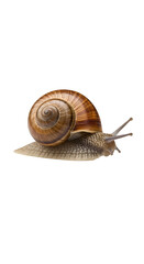 Isolated Snail with Brown Shell Close Up on Transparent Background