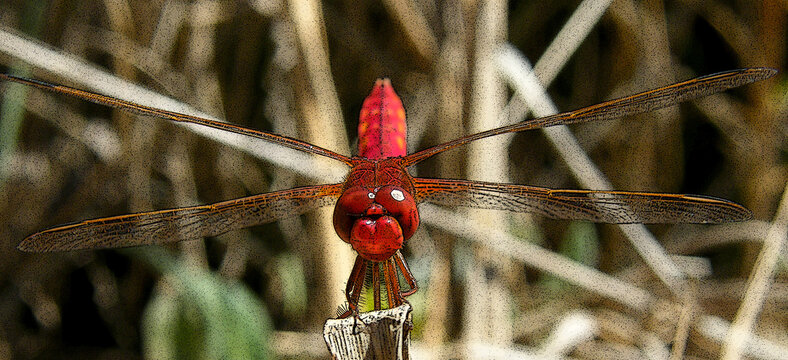 libelinha