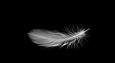 Graceful White Feather Dissolving into Tiny Particles Isolated on Black Background Symbolizing Lightness and Transformation