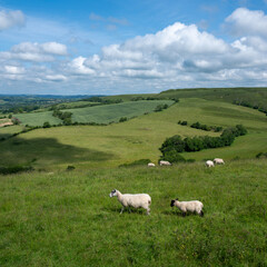 sheep in green hills of south dorset near jurassic coast