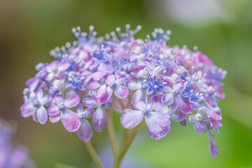A single hydrangea blooming in the park