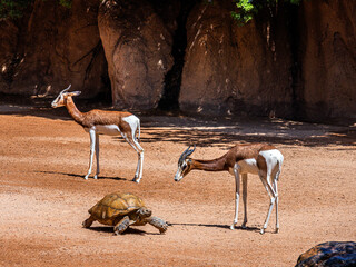 Beautiful horned gazelles and a large turtle walk against the backdrop of rocks in the biopark