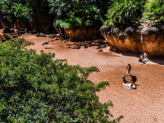 Beautiful horned gazelles walk among rocks and various green plants in the biopark