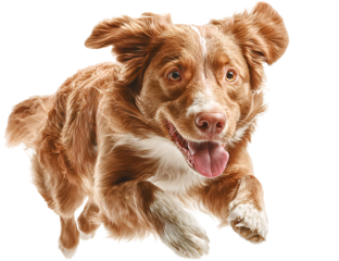 Nova Scotia Duck Tolling Retriever in Action Running Toward Viewer, Front-Angle Pose, Isolated on Transparent Background