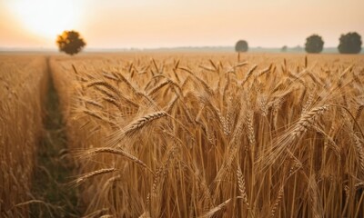 Obraz premium Golden wheat field at sunset with trees in the background creating a serene landscape and highlighting the beauty of nature