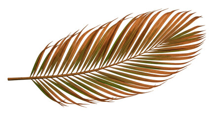 Isolated Tropical Leaf Transparent Background Botanical Flora Design