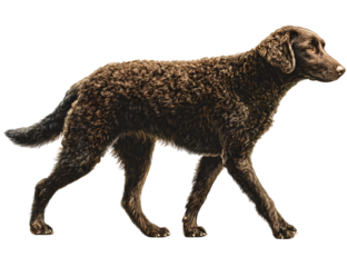 Curly-Coated Retriever in Mid-Step with Head Turned Slightly, Side-Angle Pose, Isolated on Transparent Background