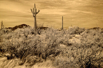Sonora Desert Arizona in Infrared