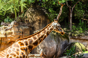 A large giraffe with brown spots walks in a green and beautiful biopark with green trees in the...