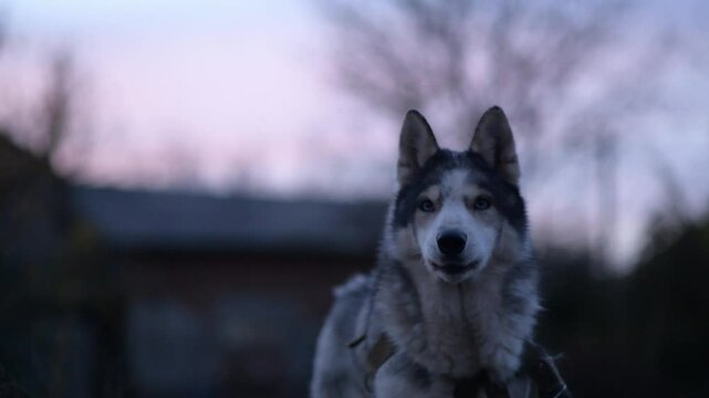Husky dog sniffs around frantically in twilight, moving head in different directions.