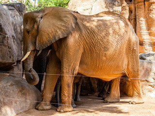 A big beautiful fat elephant searches for food with its trunk against the background of green tree...