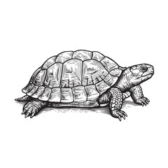 Engraved turtle in profile with ornate shell pattern in bold black and white line style