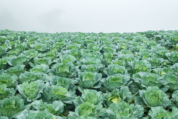 Cabbage field at morning in Thailand