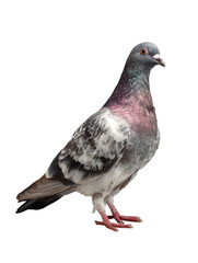 Naklejka premium A full body shot of a pigeon standing in profile against a black background looking right