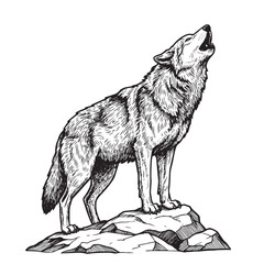 Engraved howling wolf with raised head standing atop rock in bold black line vintage style © Gabut Stock