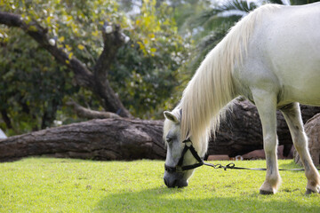 Obraz premium A majestic white stallion grazes peacefully in a lush green field. The horse is standing under a shady tree with palm trees in the background
