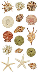Shell Still Life Variety Sea Marine Life Isolated Background