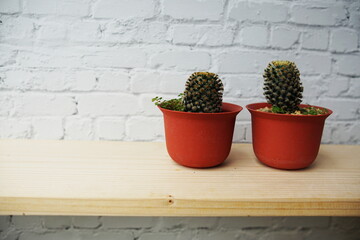 Cactus in flower pot on wooden shelves and white brick wall background