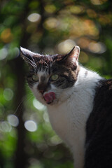 舌なめずりしてるキジトラ柄とぶち猫柄の野良猫と玉ボケ