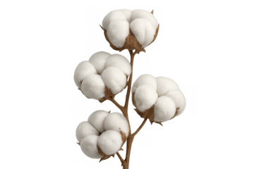 Cotton plant close-up revealing white fluffy bolls, mature and primed for harvesting against clean isolated backdrop
