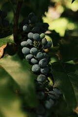berries on plant