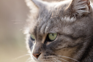 マクロレンズで撮影したどアップのサバトラ柄の野良猫