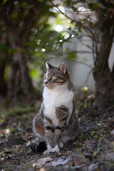 ちょーんとお座りしてるキジトラ柄のベンガル模様の野良猫
