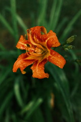 orange lily flower