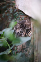 民家の下から顔を出してるキジトラ柄の子猫