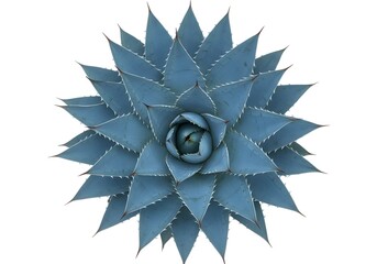 Obraz premium A blue agave succulent plant isolated on white background