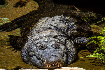 A large crocodile with huge teeth sunbathing