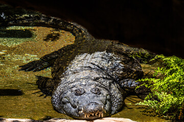 A large crocodile sunbathing