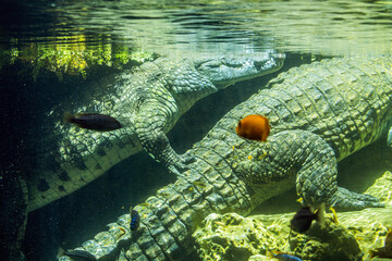 A crocodile looks out from under the water